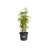 ELHO Pot a tomate Green Basics - Ø 33 x 25 cm - Noir vif