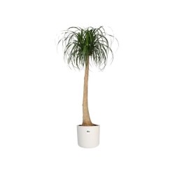 ELHO Pot de fleurs rond B.for Soft 35 - Ø 35 x H 32 cm - Intérieur - 100% rec...