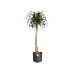 ELHO Pot de fleurs rond B.for Soft - Noir - Ø 35 x H 32 cm - Intérieur - 100%...
