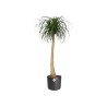 ELHO Pot de fleurs rond B.for Soft - Noir - Ø 35 x H 32 cm - Intérieur - 100%...