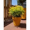 Pot de fleurs rond RIVIERA - SOLEILLA - Plastique - D59 x H54 cm - Jaune