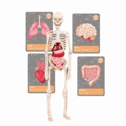 Clementoni - Sciences et jeu - L'histoire de la vie sur Terre -