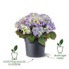 ELHO Pot de fleurs Green Basics Cilinder - Ø 64 x H 49 cm - Extérieur - 100% ...
