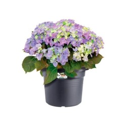 ELHO Pot de fleurs Green Basics Cilinder - Ø 64 x H 49 cm - Extérieur - 100% ...