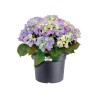 ELHO Pot de fleurs Green Basics Cilinder - Ø 64 x H 49 cm - Extérieur - 100% ...