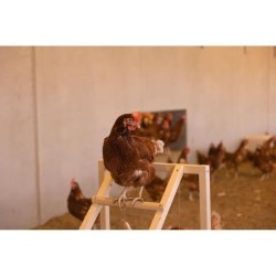 Tour d'escalade pour poules - KERBL - 85 x 55 x 76 cm - Avec balançoire - Ech...