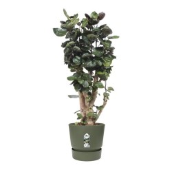 ELHO Pot de fleurs rond Greenville 47 - Extérieur - Ø 47 x H 44,1 cm - Vert f...