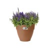 ELHO Pot de fleurs rond Vibia Campana - Ø 55 x H 47 cm - Extérieur - 100% rec...