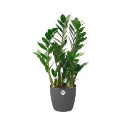 ELHO Pot de fleurs rond Brussels avec roues - Ø 39 x H 37 cm - Intérieur - 10...