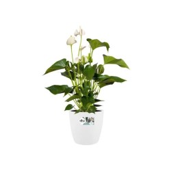 ELHO Pot de fleurs rond Brussels avec roues - Ø 47 x H 44 cm - Intérieur - 10...