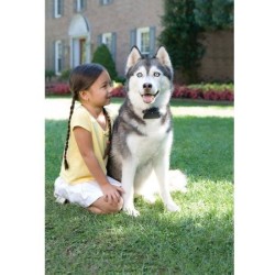 PetSafe - Systeme de Clôture Anti-Fugue pour Chien avec 150 metres de fil - 5...