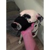 YAGO Museliere en Nylon Noir pour Grand Chien, Partie Museau avec Filet Respi...