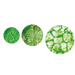 Clementoni - Sciences et Jeu - Super Microscope Professionnel - 8 ans