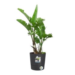 ELHO Pot de fleurs Rond Greensense Aqua Care - Ø 29,,5 x H 29,1 cm - 15 L - G...
