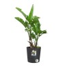 ELHO Pot de fleurs Rond Greensense Aqua Care - Ø 29,,5 x H 29,1 cm - 15 L - G...