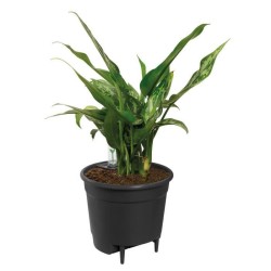 ELHO Pot a fleurs Self-watering Insert - Ø 33 x H 31 cm - Intérieur, accessoi...