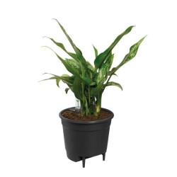 ELHO Pot de fleurs Self-watering Insert 21 living - Ø20,7 x H19,5 cm - Noir