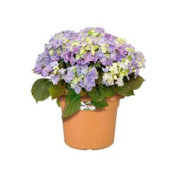 ELHO Pot de fleurs Rond GREEN BASICS - Plastique  - Ø38,8 x H30 cm - Terre cu...