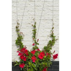 Treillis métallique - NATURE - Kit de palissage pour plantes grimpantes - fil...