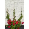 Treillis métallique - NATURE - Kit de palissage pour plantes grimpantes - fil...
