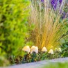 10 mini-champignons lumineux solaires a piquer - LUMISKY - CHAMPY - 3.8 m - B...