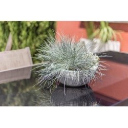 Pot vasque Ø 40 cm - EDA - Graphit Up - 14,9 L - Intérieur/ Extérieur - Décor...