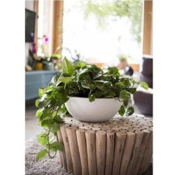 Pot vasque Ø 40 cm - EDA - Graphit Up - 14,9 L - Intérieur/ Extérieur - Décor...