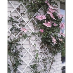 Treillis extensible plastique vert - NATURE - 100x200cm - Profil 23x7 mm - Se...