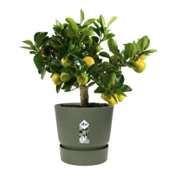 ELHO Pot de fleurs rond Greenville 30 - Extérieur - Ø 29,5 x H 27,8 cm - Vert...