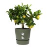 ELHO Pot de fleurs rond Greenville 30 - Extérieur - Ø 29,5 x H 27,8 cm - Vert...