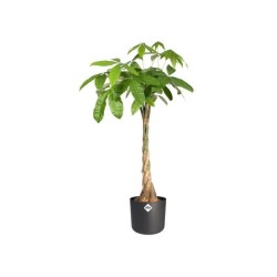 ELHO Pot de fleurs rond B.FOR Soft - Plastique - Ø29,5 x H 27,6 cm - Anthracite