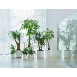 ELHO Pot de fleurs rond B.for Soft 35 - Ø 35 x H 32 cm - Intérieur - 100% rec...