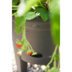 ELHO Pot de culture a fraises Green Basics - Ø 33 x H 42 cm - Culture et réco...