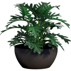 Coupe - GARDEN ID - Green Care Impact Noir-Anth - 35 x 16 cm - Garanti 10ans ...