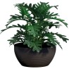 Coupe - GARDEN ID - Green Care Impact Noir-Anth - 35 x 16 cm - Garanti 10ans ...