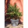 Pot de fleurs Carré 50 cm - EDA - Toscane - 87 L - 49,5 x 49,5 x H.52,5 cm - ...