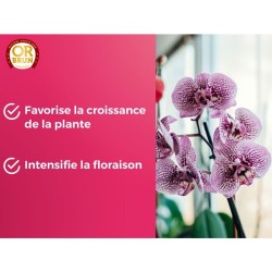 OR BRUN Engrais orchidées - 250ml - Améliore & favorise la croissance - Fabri...