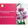 OR BRUN Engrais orchidées - 250ml - Améliore & favorise la croissance - Fabri...