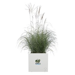 ELHO Pot de fleurs Vivo Next Square 40 - Ø 39 x H 38 cm - Intérieur,Extérieur...