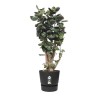 ELHO Pot de fleurs rond Greenville - Ø 47 x H 44 cm - Extérieur - 100% recycl...