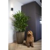 CAPI EUROPE Vase élégant GROOVE - 34x46 cm - Noir et doré - Résistant aux int...