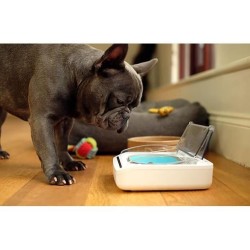 SUREFEED Distributeur de nourriture automatique pour chat anti-odeur - Blanc ...