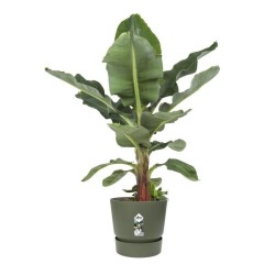 ELHO Pot de fleurs rond Greenville - Ø 55 x H 50 cm - Extérieur - 100% recycl...