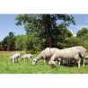 KERBL -  Filet pour moutons OviNet électrifiable - Longueur 50 m - Hauteur 90...