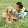 PetSafe - Systeme de Clôture Anti-fugue avec Fil pour Chien de plus 3,6 Kg – ...