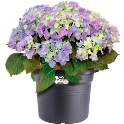 ELHO Pot de fleurs Rond GREEN BASICS - Plastique  - Ø43,8 x H33,8 cm - Terre ...