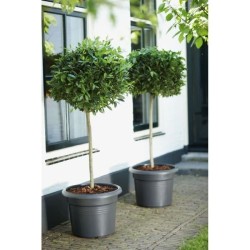 ELHO Pot de fleurs Rond GREEN BASICS - Plastique  - Ø43,8 x H33,8 cm - Terre ...