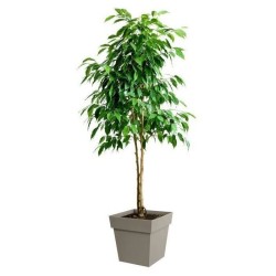 Pot de fleurs Carré 40 cm - EDA - Toscane - 38 L - 39 x 39 x H.39 cm - Taupe