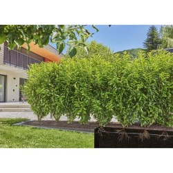 Extension de tuyau a goutteurs incorporés - GARDENA - 25 m - Enterré et en su...