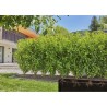 Extension de tuyau a goutteurs incorporés - GARDENA - 25 m - Enterré et en su...